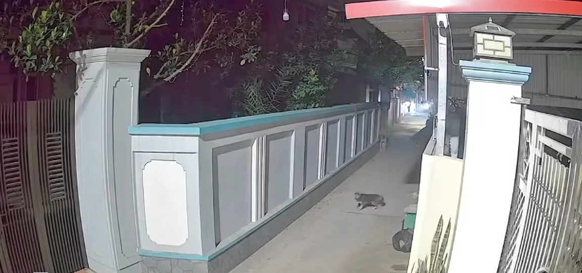Clip: Câu chó ở Thuận Thành