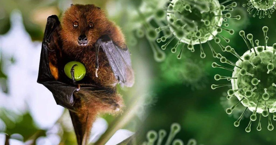 Virus Nipal lây truyền như thế nào và cách phòng bệnh