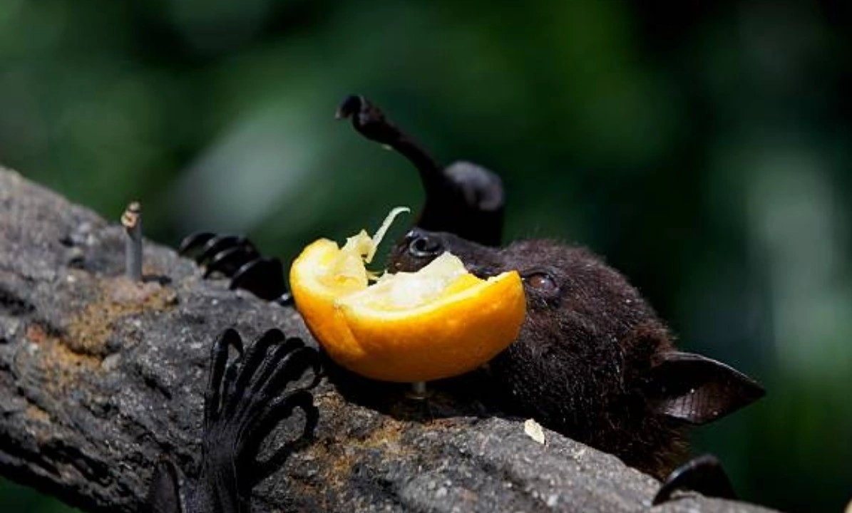 Chuyên gia chỉ ra loài dơi mang virus Nipah hay ăn 1 loại quả ở Việt Nam cũng có