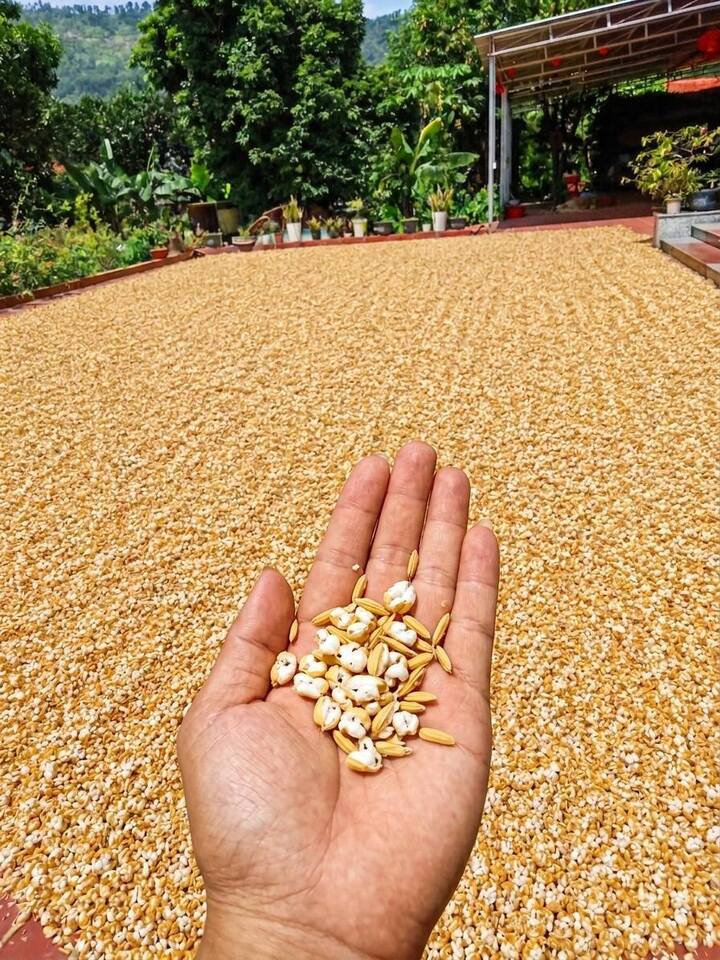 Bức ảnh trời nóng đến mức thóc phơi nổ thành bỏng: Chuyên gia lên tiếng