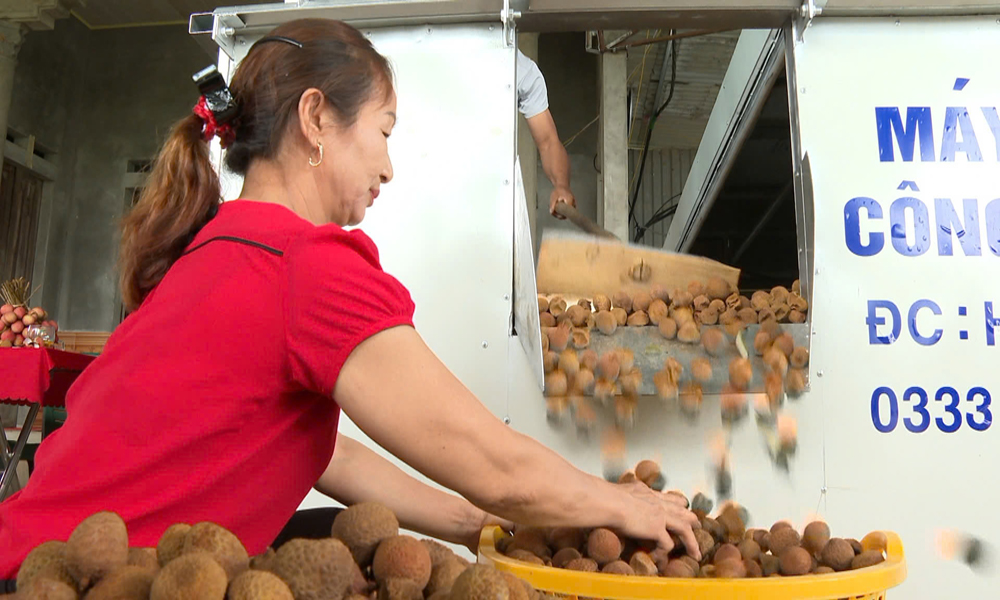 Bắc Ninh: Hỗ trợ doanh nghiệp xuất khẩu vải sấy sang Trung Quốc